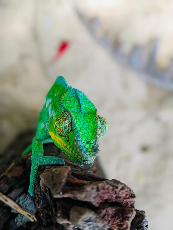 Tamarin Lodge Ampangorinana Exteriör bild
