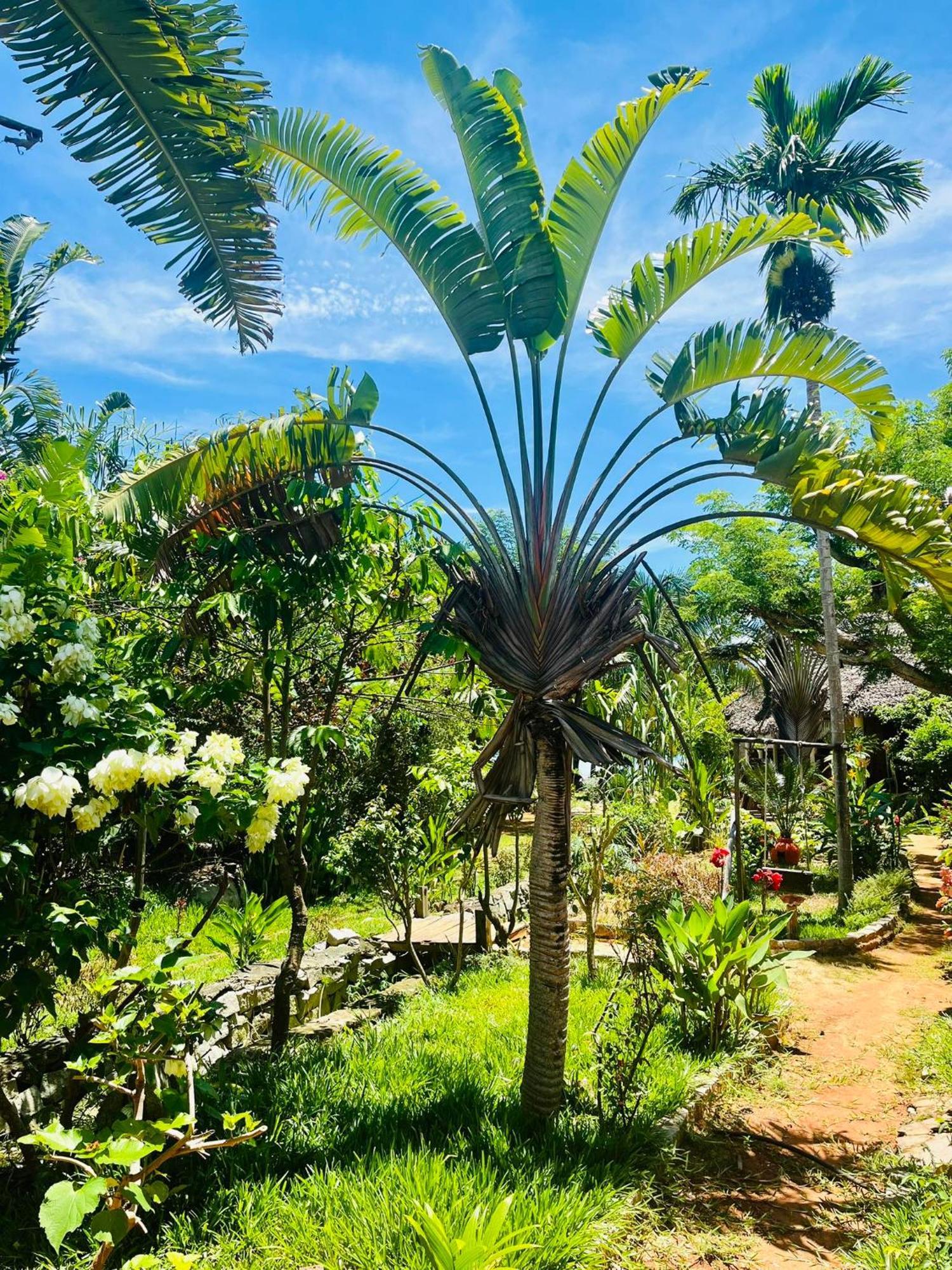 Tamarin Lodge Ampangorinana Exteriör bild
