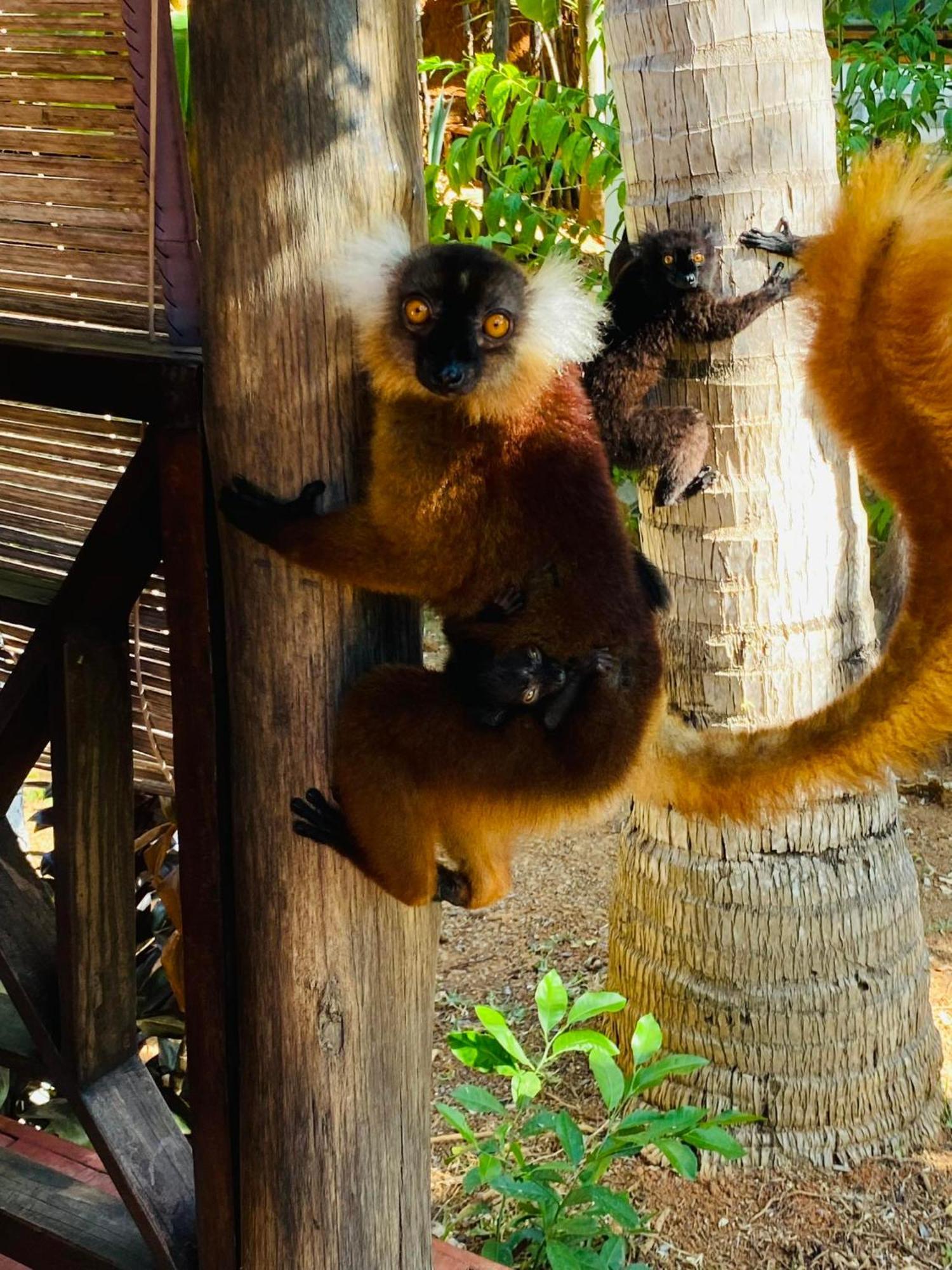 Tamarin Lodge Ampangorinana Exteriör bild