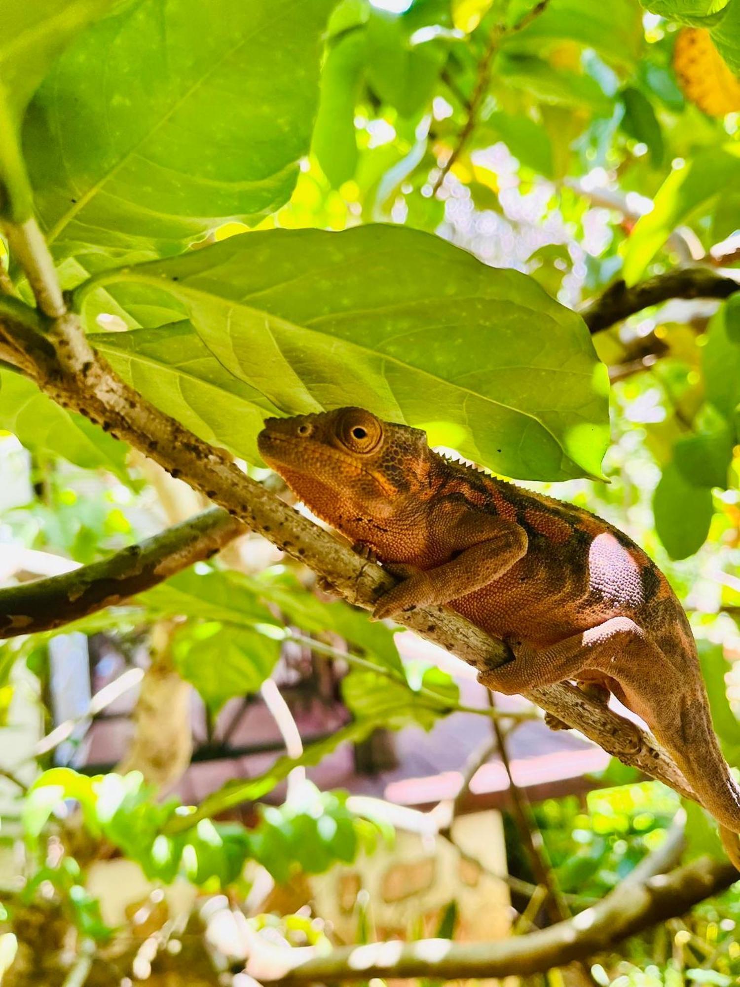 Tamarin Lodge Ampangorinana Exteriör bild
